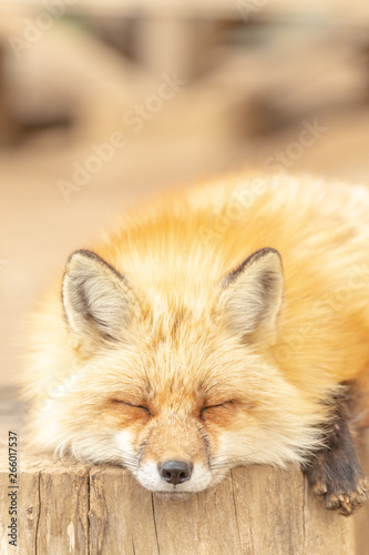 かわいいキツネ 動物 野生生物 赤ちゃん Stock Photo Adobe Stock