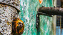 Golden Headed Lion Tamarin Looking Out Of Its Pet Home, Tropical Monkey From Brazil, Endangered Animal Specie