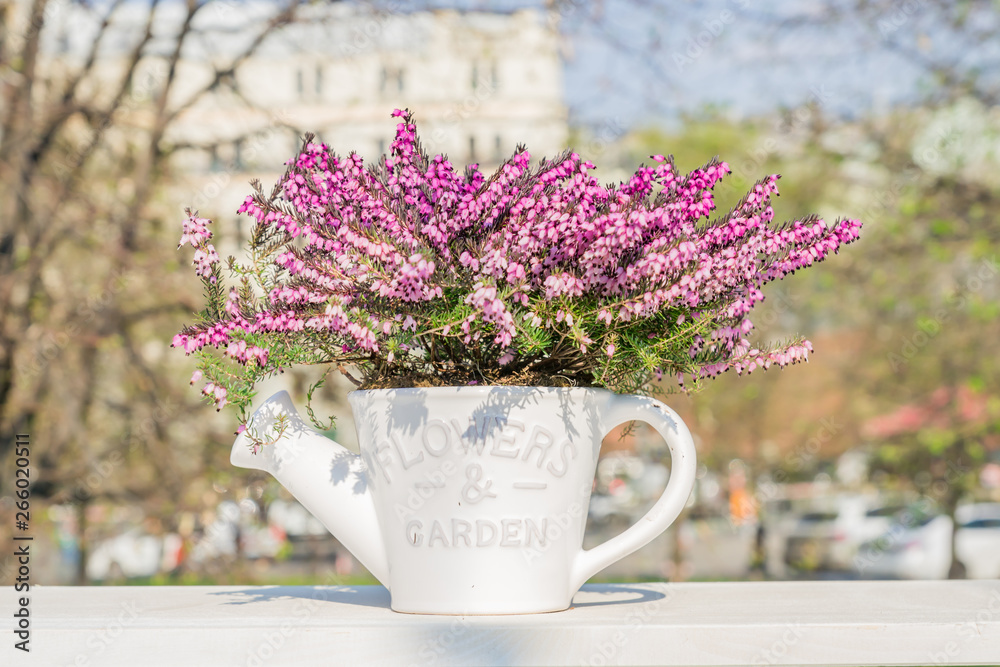 Beautiful blooming purple Erica darleyensis or heather in white ceramics pot in shape of watering can on white table. selective focus - obrazy, fototapety, plakaty 