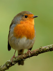 Wall Mural - Cute colourful robin on perch in woodland