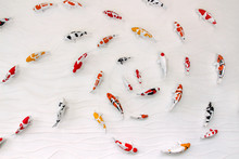 Carps Fish Or Koi Fish Statue On Cement Wall For Decorate, Stucco Handcraft Of Koi Carp Fish On The Wall