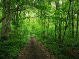 Fototapeta Las - Path in the green forest