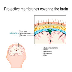 Wall Mural - Protective membranes covering the brain. Meninges