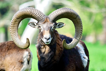 Wall Mural - Mouflon Ovis Aries Musimon Head Closeup