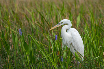 Egret 1