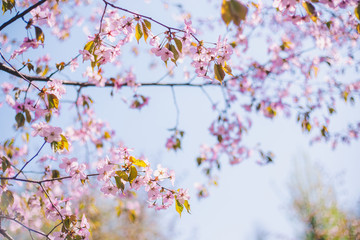  Close up sakura bloom, cherry blossom, cherry tree on a blurred blue sky background
