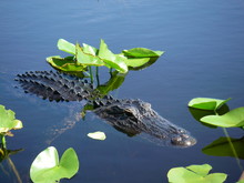 Small Alligator Swimming In The Florida Everglades