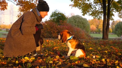 owner woman play with doggy in park, put dried maple leaf on his head. nice sunny evening at autumn 