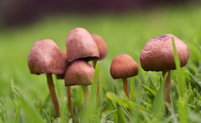 A Group Of Mushrooms On The Grass 
