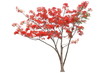 Red flamboyant royal poinciana flower tree isolated on white background for design work