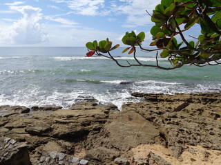 Wall Mural - tree on beach