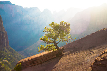 Small Tree Growing on Mountain 2