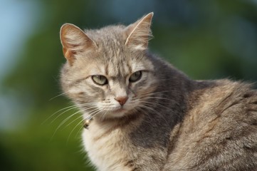 portrait of a cat