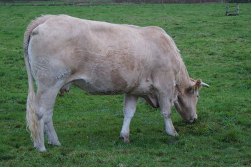 cow in a field