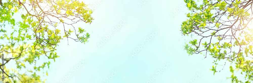 Beautiful Spring forest. Young green leaves of trees against blue sky and sunlight. green Foliage on sunny day. nature spring season Background. banner, copy space. soft selective focus. - obrazy, fototapety, plakaty 