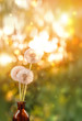 © Ju_see - bouquet of fluffy dandelion on sunny abstract blurred natural background. beautiful dreamy artistic image of nature. atmosphere gentle summer scene.