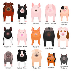 Wall Mural - pigs chart with breeds name 