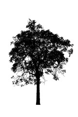 tree silhouettes beautiful isolated on white background