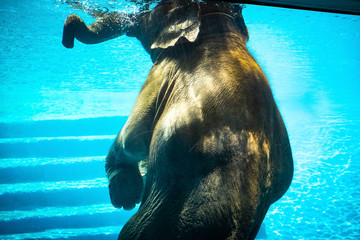 elephant is swimming during the show at Khao Khew opened zoo, Thailand 