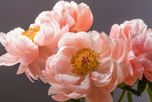 Pink Peony Flower Bouquet Close Up Isolated On A Black Background