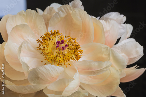 Dekoracja na wymiar  bialy-kwiat-piwonii-w-rozkwicie-z-bliska