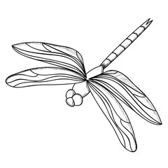  isolated, insect, dragonfly sketch and lines, on white background