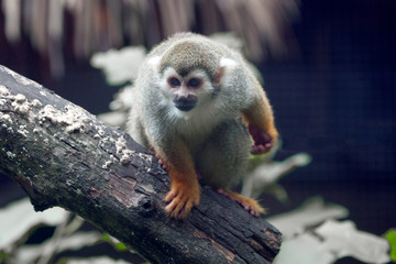 Poster - Squirrel Monkey Climbing trees in nature.