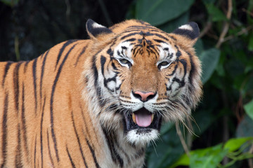 Canvas Print - The tiger stood staring.