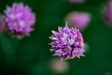 Fototapeta Konie - purple flower