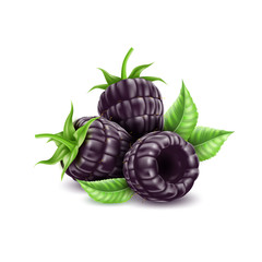 Wall Mural - Realistic blackberry with green haulm and leaves. Juicy bramble, black fruit full of vitamins. Fresh organic food for healthy eating. Ripe forest berry for dessert. Food package vector design.