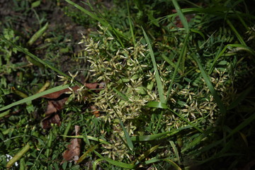 Wall Mural - Cerastium glomeratum