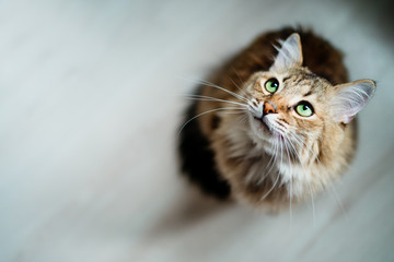 hungry cat with green eyes looking and waiting for food