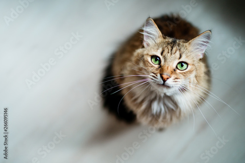 Fotografía Hungry cat with green eyes looking and waiting for food