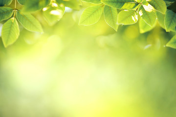 Wall Mural - Background nature green leaf on blurred greenery in forest with copy space.