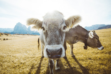 Funny cows staring into camera