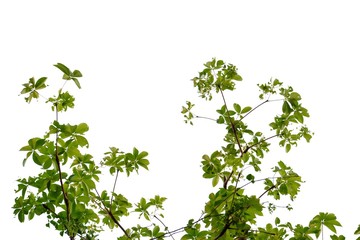 tropical tree leaves with branches on white isolated background for green foliage backdrop