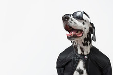 Dalmatian Dog Dressed Up In Black Jacket With Dark Sunglasses Isolated On White Background. Rocker Dog. Сool Biker Dog. Copy Space