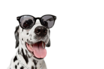 Dalmatian dog portrait with tongue out isolated on white background. Cool dog in black glasses. Copy space