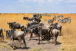 Close up wildebeest herd in Kenya 