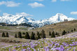 © chechotkin - spring crocuses in mountain village Velika Planina