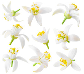 Leinwandbilder - Isolated orange flowers. Collection of orange tree blossoms isolated on white background with clipping path