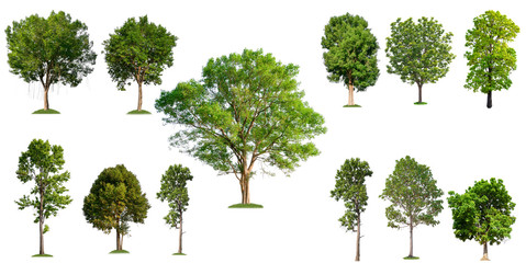 Poster - isolated tree collection on white background 
