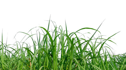 Aufkleber - sugar leaves on white background with clipping path 