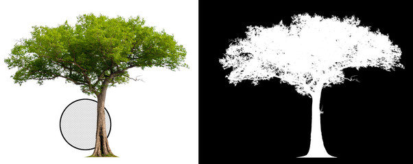 Leinwandbilder - single tree with clipping path and alpha channel