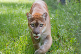 Florida Panther walks through high grass_