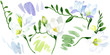 White freesia floral botanical flowers. Watercolor background illustration set. Isolated freesia illustration element.