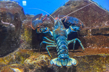 blue lobster lobster under the water crawls in the aquarium