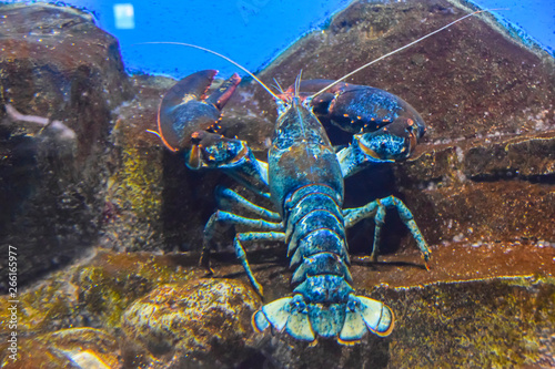 Fotografía blue lobster lobster under the water crawls in the aquarium