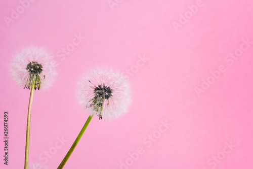 Foto  Dandelion flowers on pink background