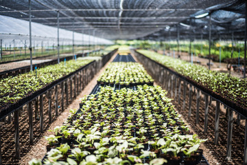 many of plant in pot on rack or shelf, in farm of agriculture or plant industrial